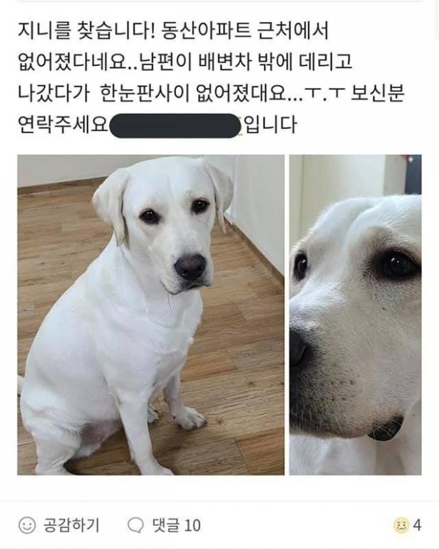 주인 버리고 외식하러 간 리트리버