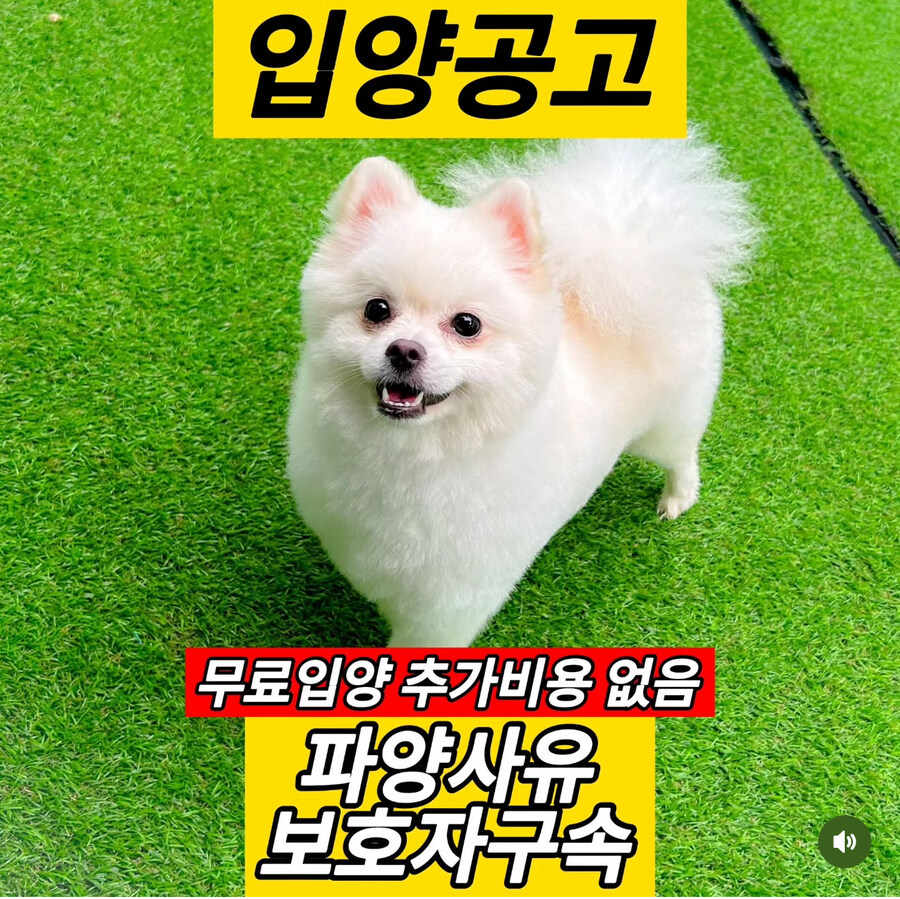 동물을 버리는데 합당한 이유가 어딨어